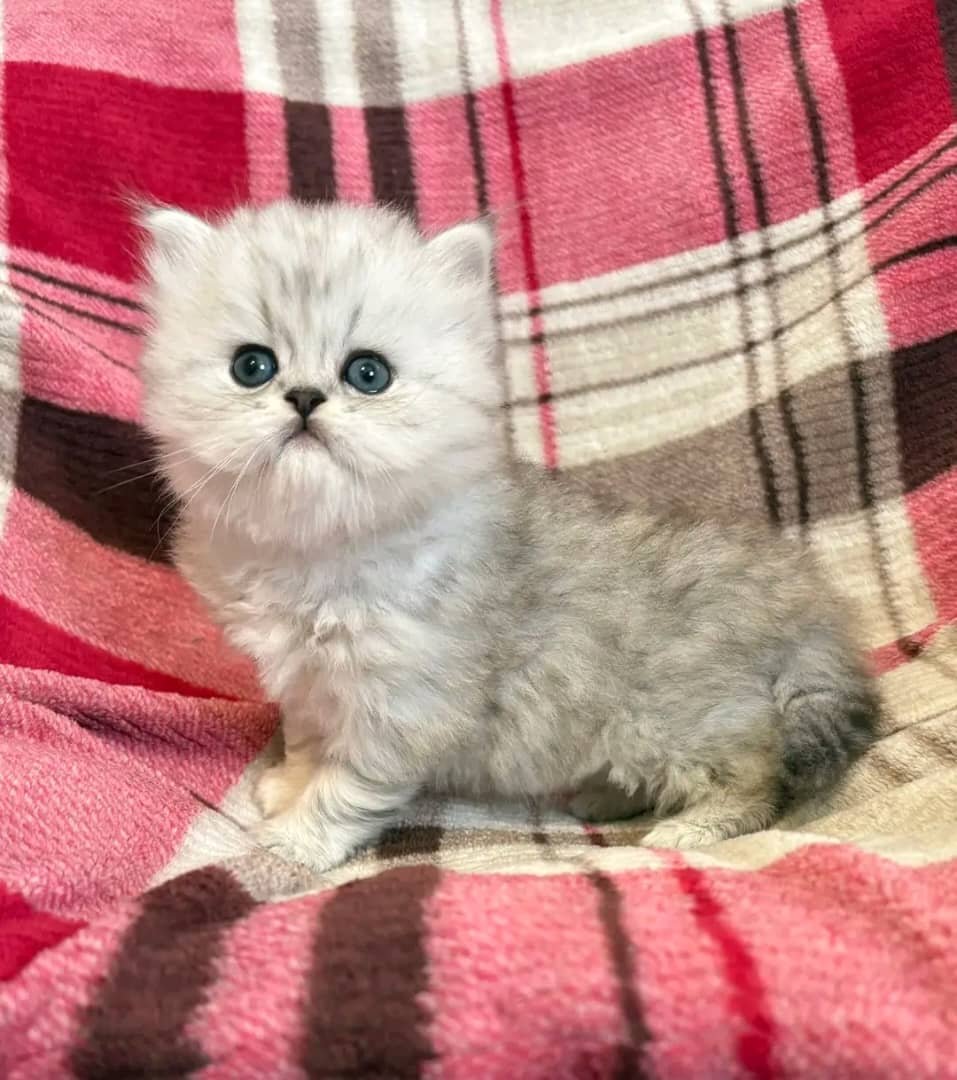 Persian kitten Charlie