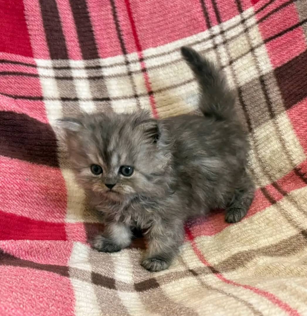 Persian kitten Chloe
