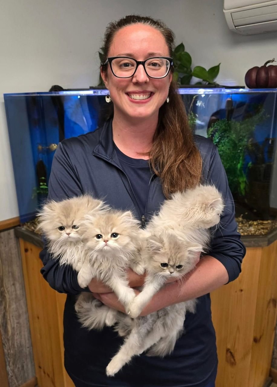 Our family with Persian kittens
