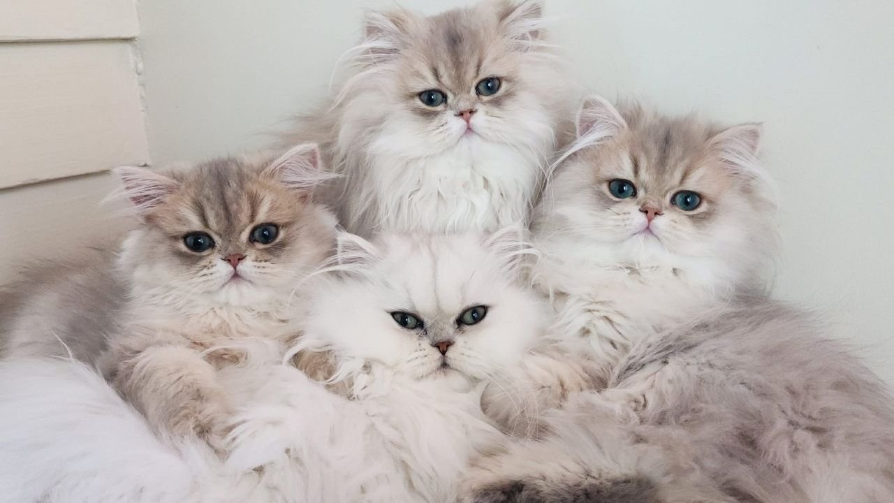 Persian kitten playing