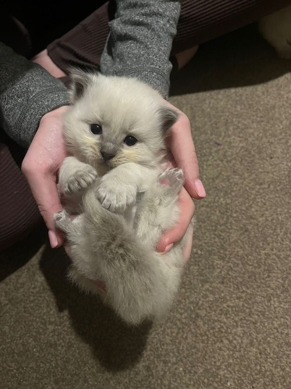 Our cattery environment