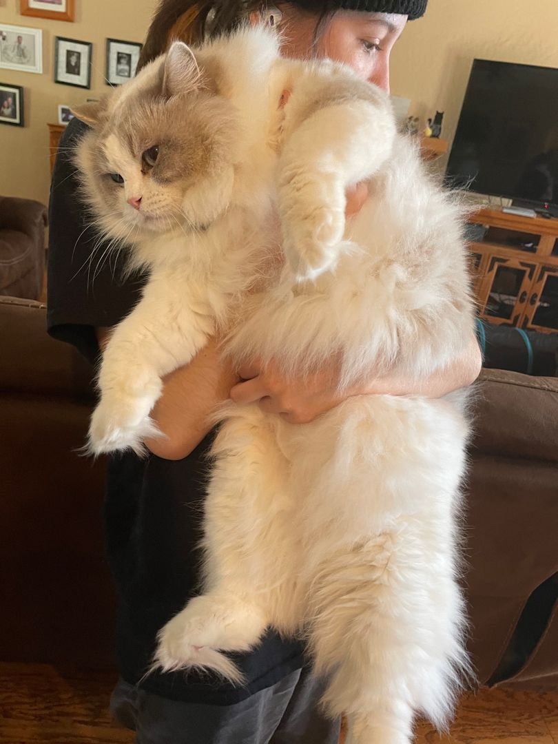 Persian kitten being groomed