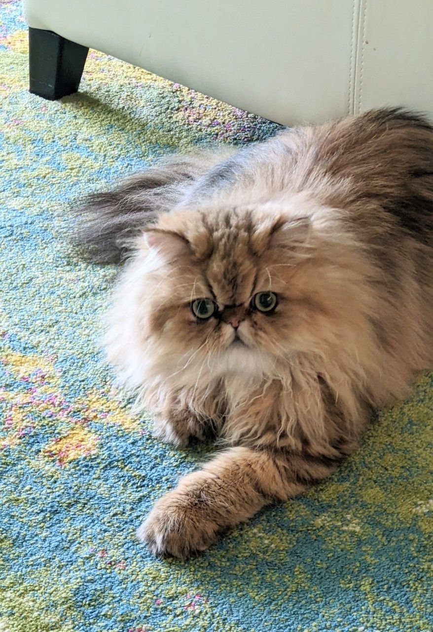 Family time with Persian cats