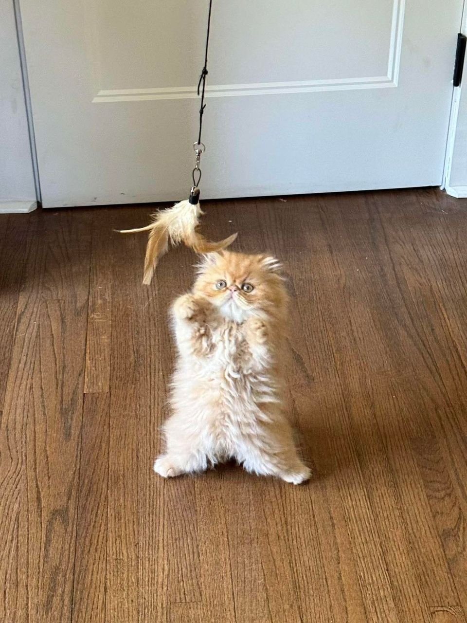 Persian kittens in our home