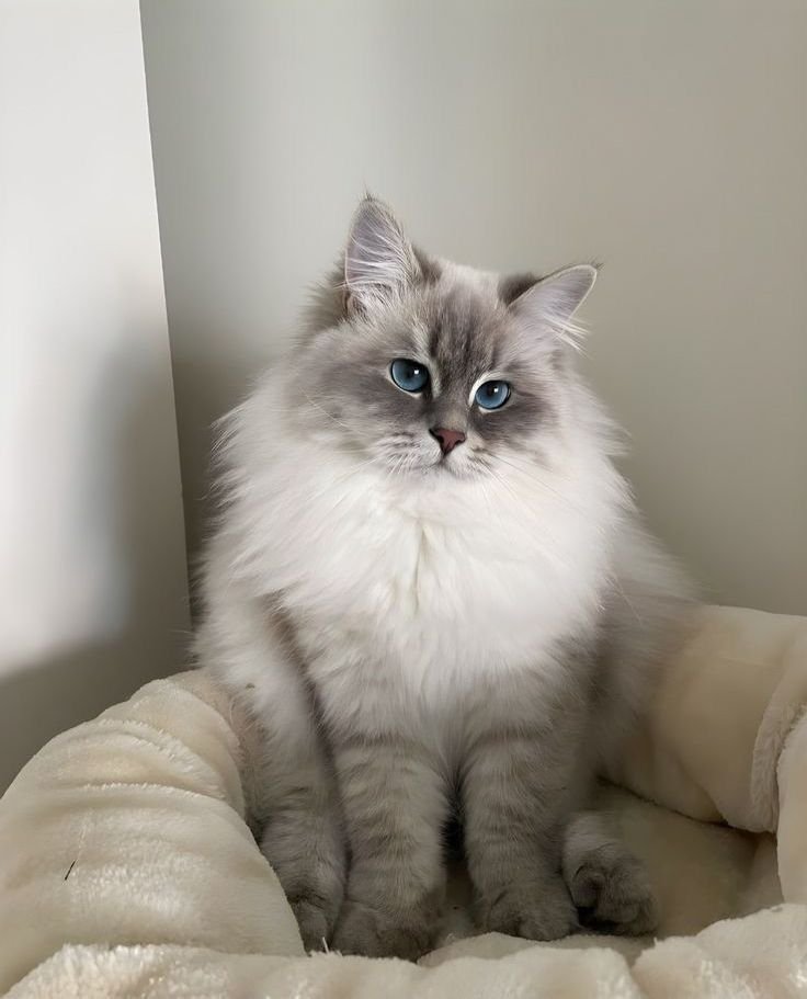 Beautiful Persian Kitten