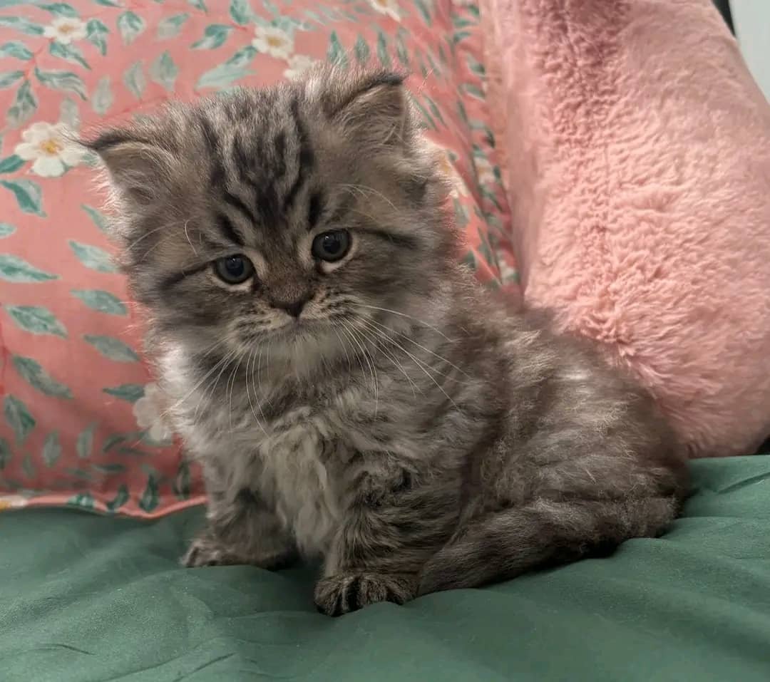 Persian kitten Max