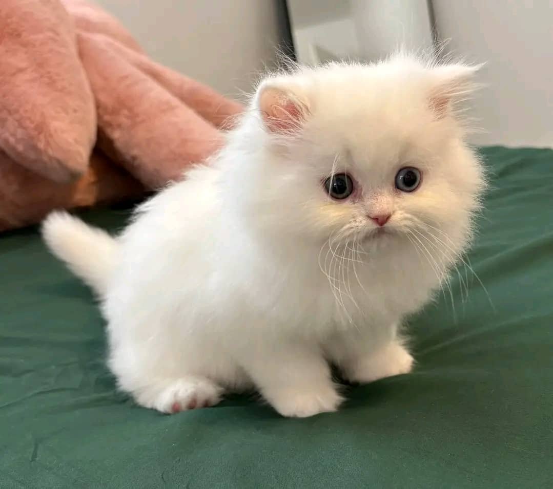 Persian kitten Oliver